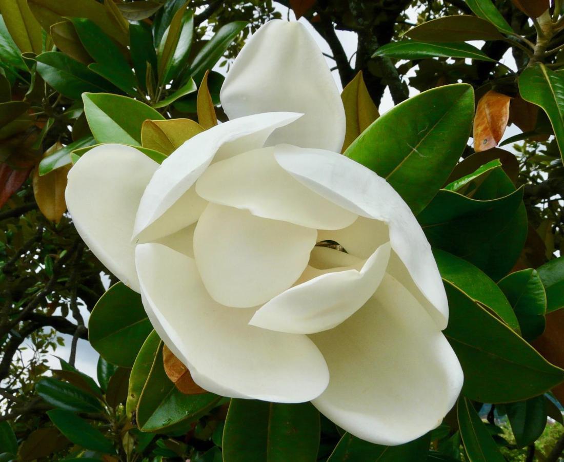 Magnolia : Superbe Deux-Pieces Quartier Du Chateau Pau Exterior photo